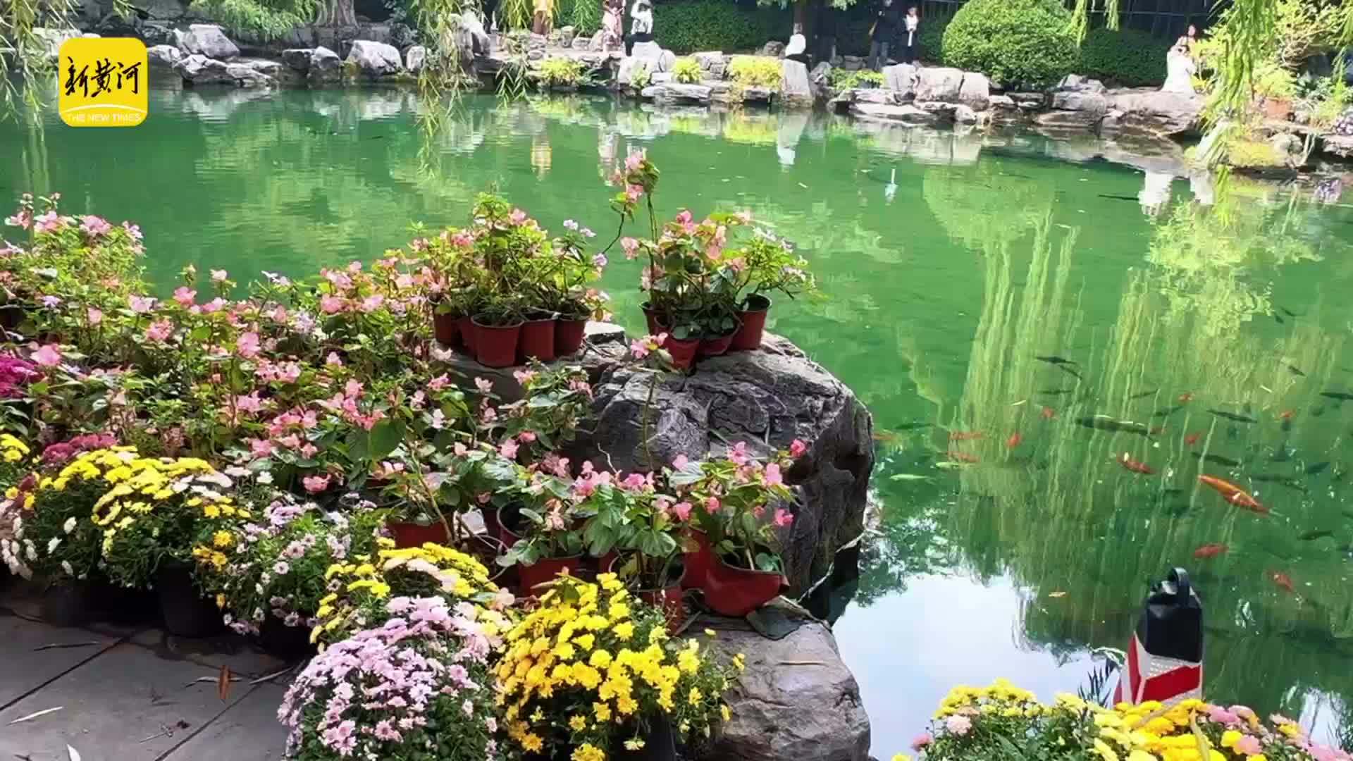 清泉映秋菊，济南趵突泉景区秋意盎然