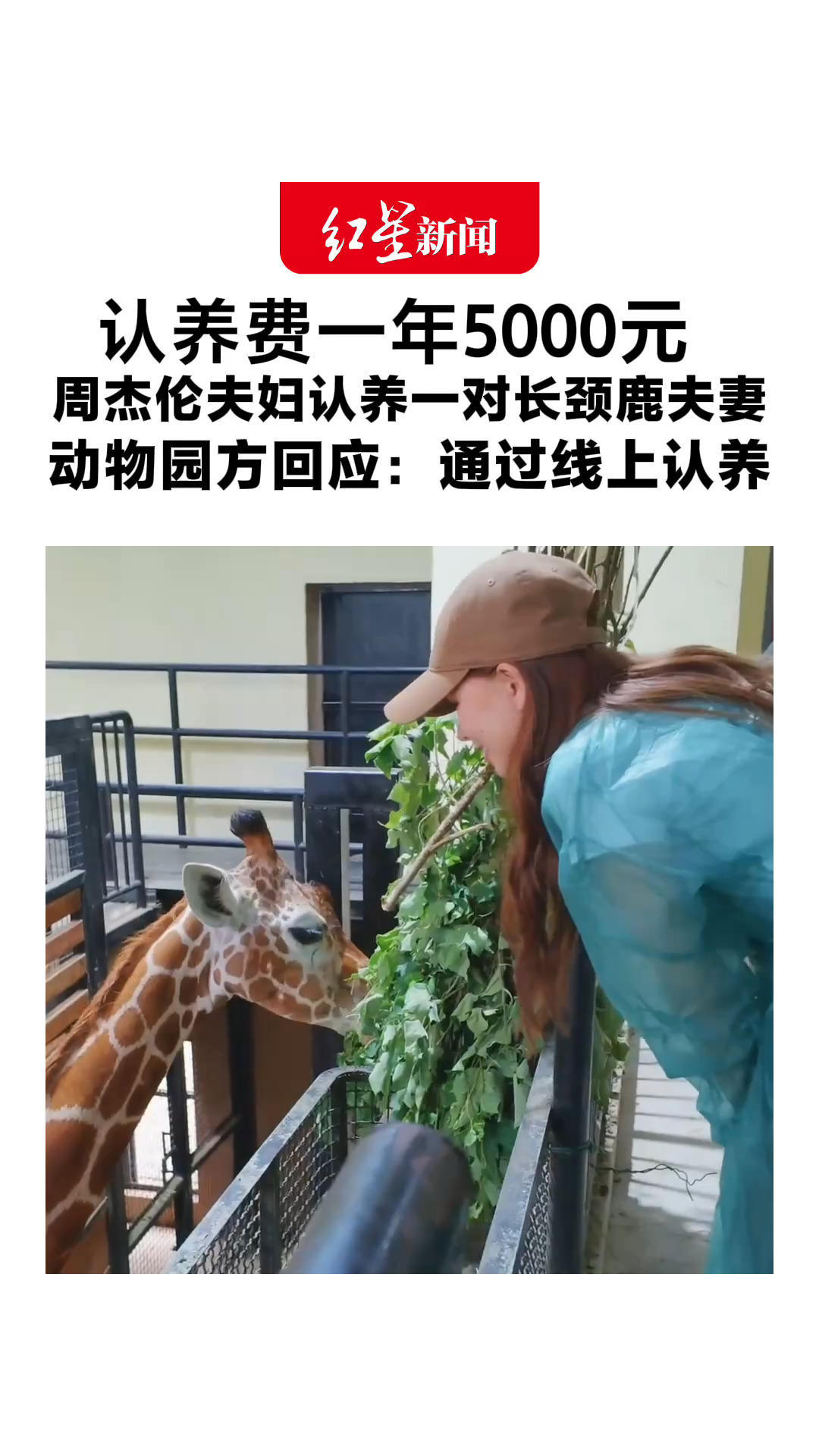 认养费一年5000元 周杰伦夫妇认养一对长颈鹿夫妻 动物园方回应：通过线上认养 希望搭建大众与野生动物保护的桥梁