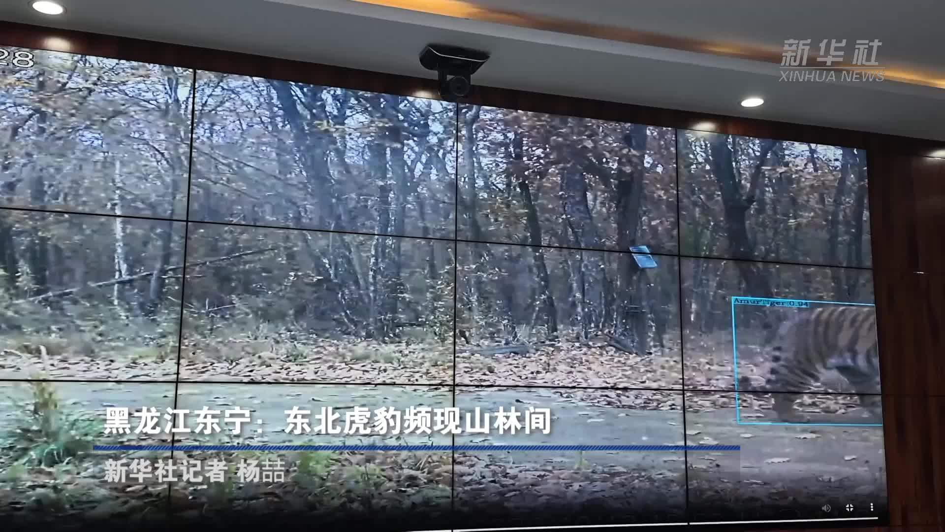 美丽中国行｜黑龙江东宁：东北虎豹频现山林间