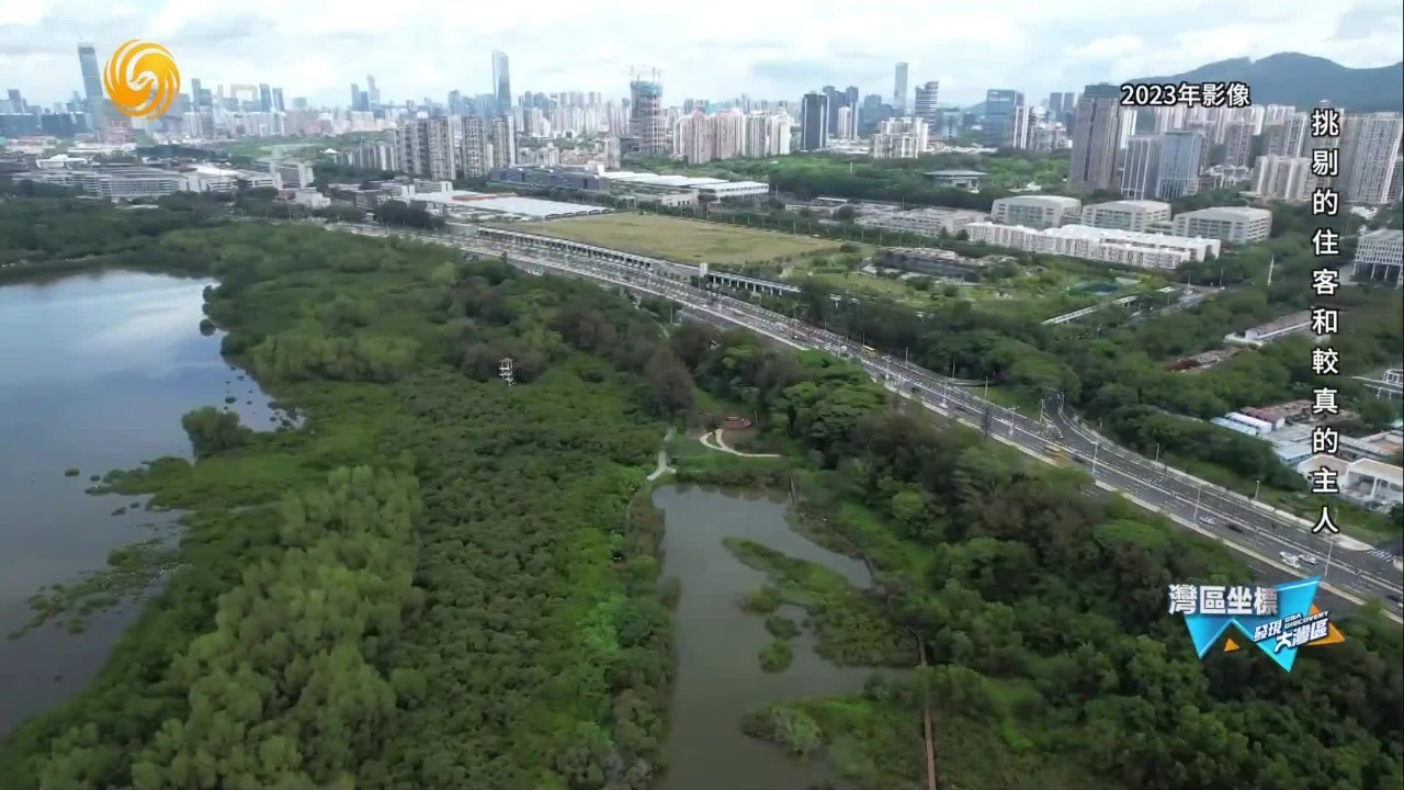 深圳这座人口密集、建设繁忙的城市，究竟怎样与这片湿地相处？