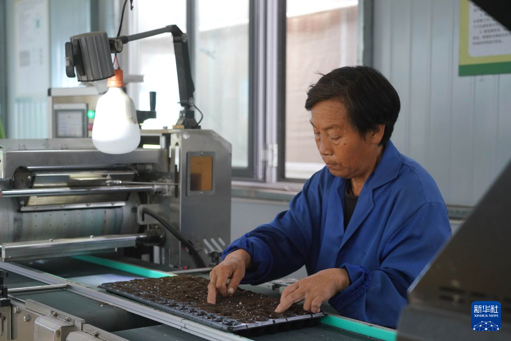 10月13日，工作人员在肃宁县一家蔬菜专业合作社育苗播种室播种。
