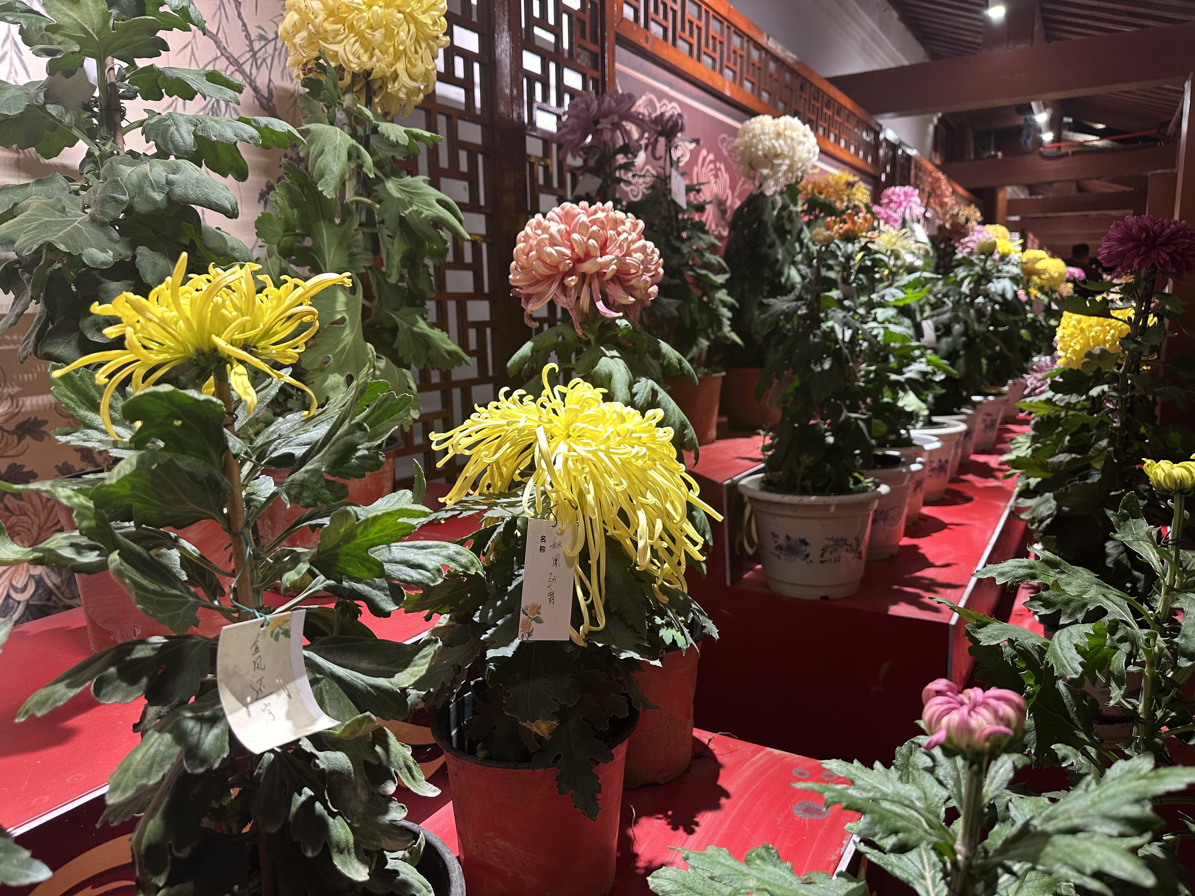 宋韵开封菊香溢 皇城夜色迎宾朋