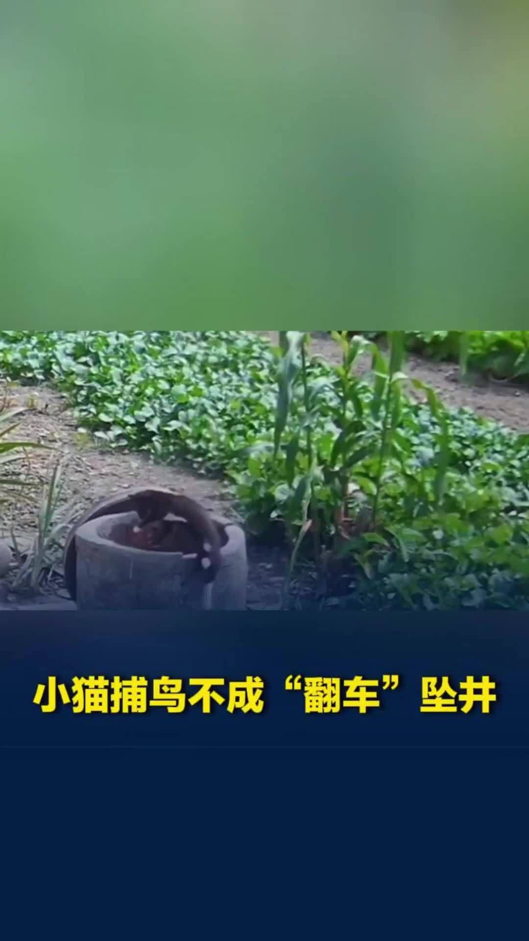 小猫捕鸟不成“翻车”坠井，大猫急得趴井口狂叫，主人一家紧急捞猫，2分钟急速救援