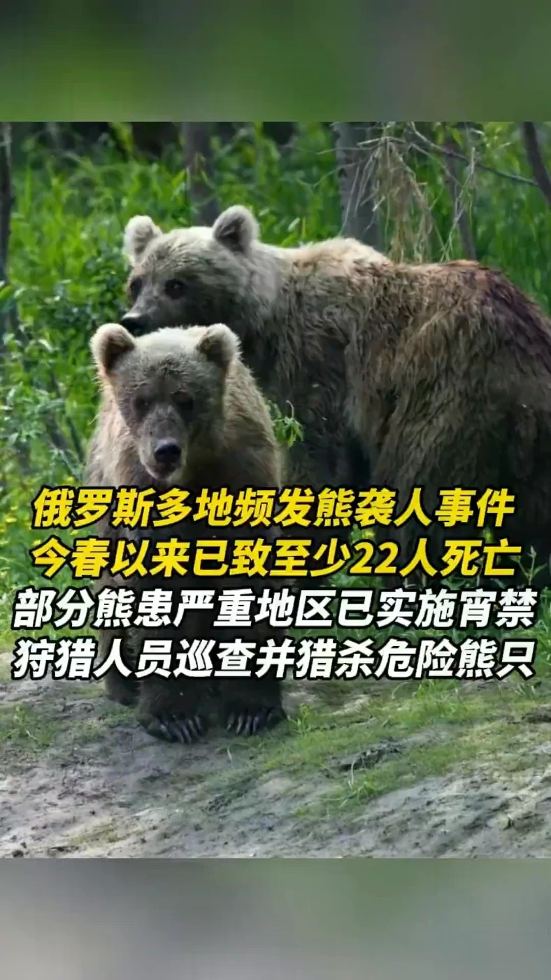 俄罗斯多地频发熊袭人事件，今春以来已致至少22人死亡