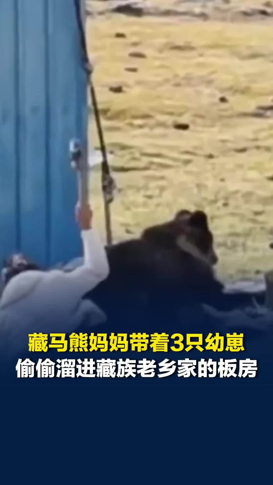 藏马熊妈妈带着3只幼崽偷偷溜进藏族老乡家的蓝色板房，老乡得知后将它们赶离