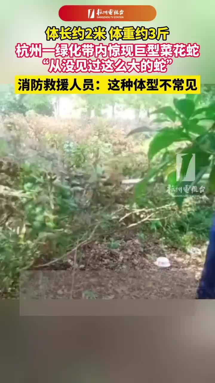 杭州一绿化带内出现2米长巨型菜花蛇，消防救援人员：这种体型不常见，最终顺利完成抓捕