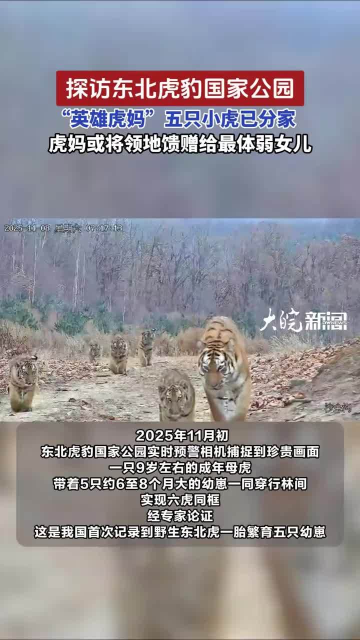 探访东北虎豹国家公园，“英雄虎妈”五只小虎已分家，虎妈或将领地馈赠给最体弱女儿#探访东北虎豹国家公园 2025年11月初，东北虎豹国家公园珲春片区的实时预警红外相机捕捉到珍贵画面：一只9岁左右的成年母