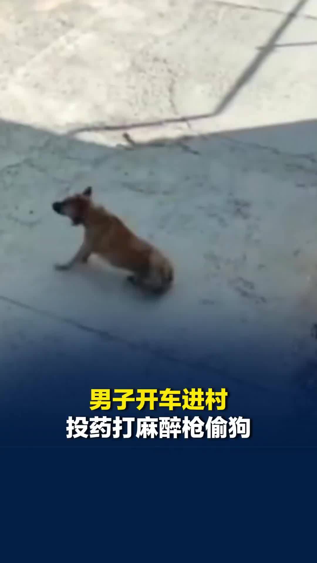 河南鹤壁一男子开车进村投药打麻醉枪偷狗，主人：狗养了七八年了，已报警