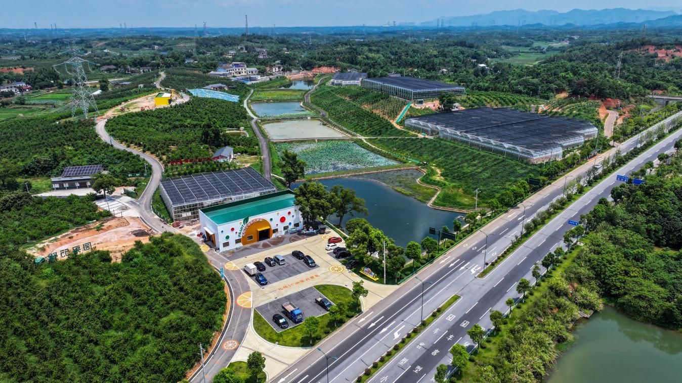 望城区北纬28°水果大世界致力建设全省规模最大的亚热带水果品种展示中心和优良水果品种引繁推一体化示范基地。长沙晚报记者 黄启晴 摄