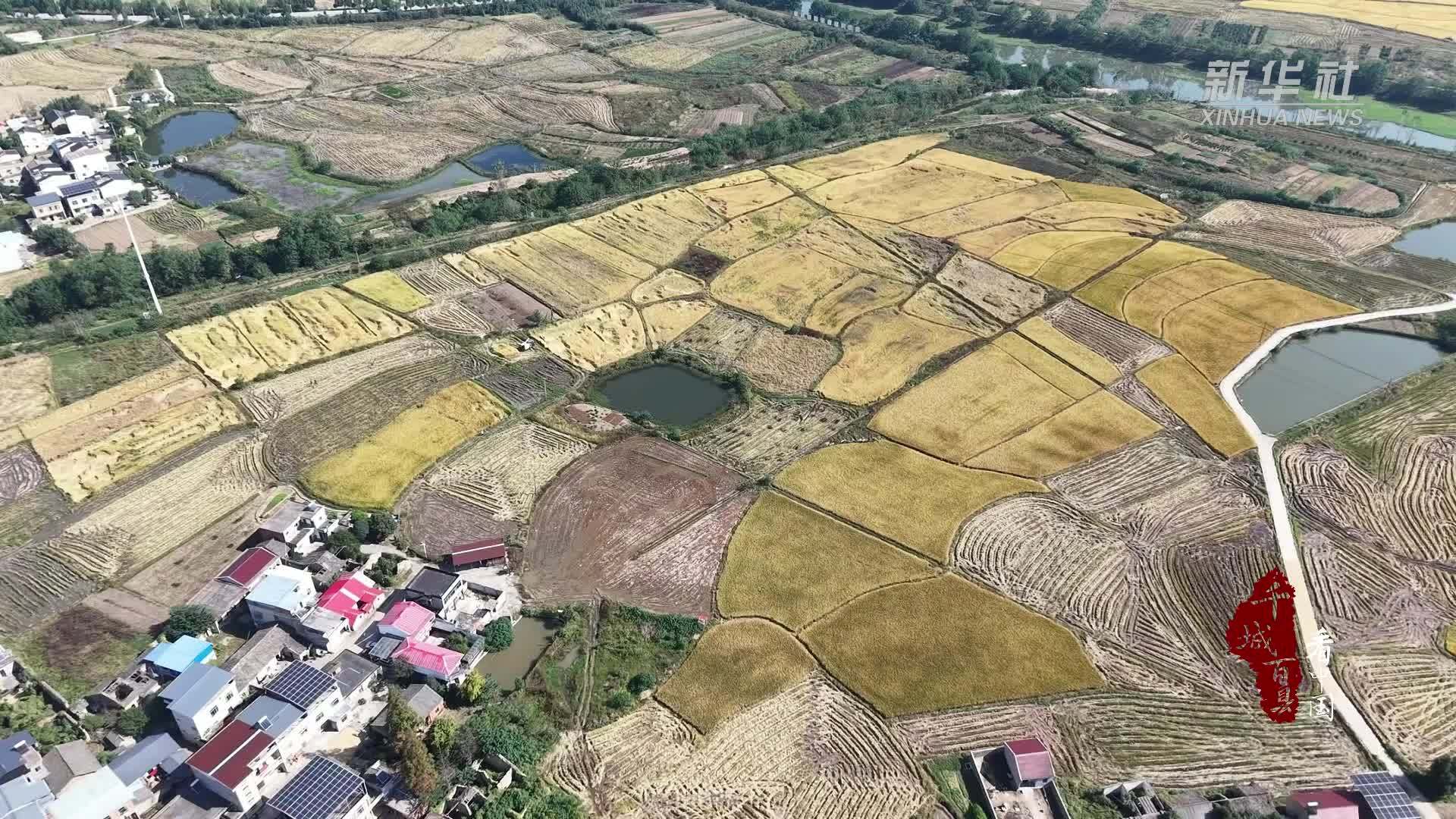 千城百县看中国丨湖北大悟：稻浪千重抢收忙