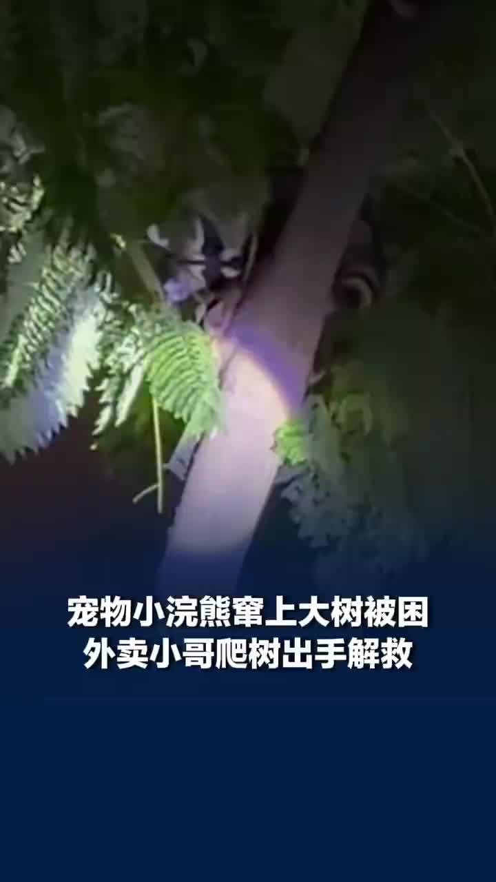 宠物浣熊窜树上被困外卖员出手解救