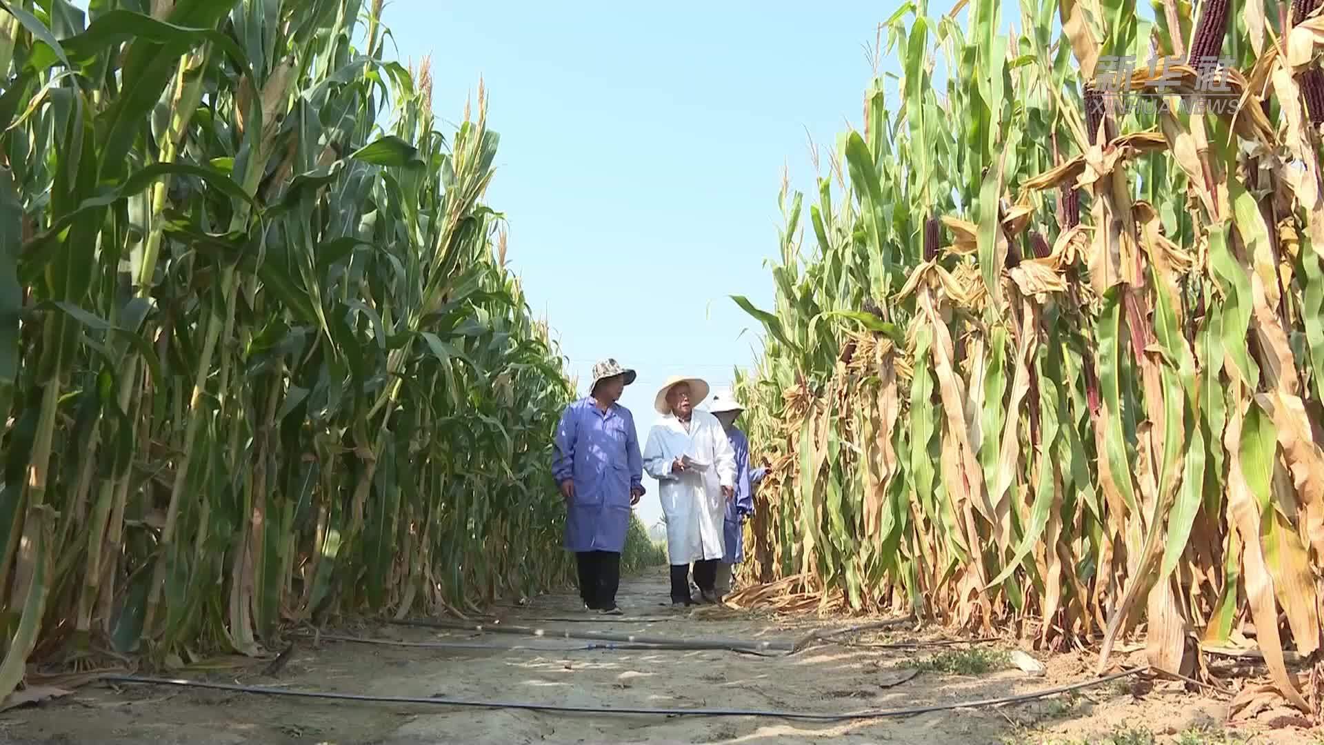 九十岁育种家的田间“答卷”