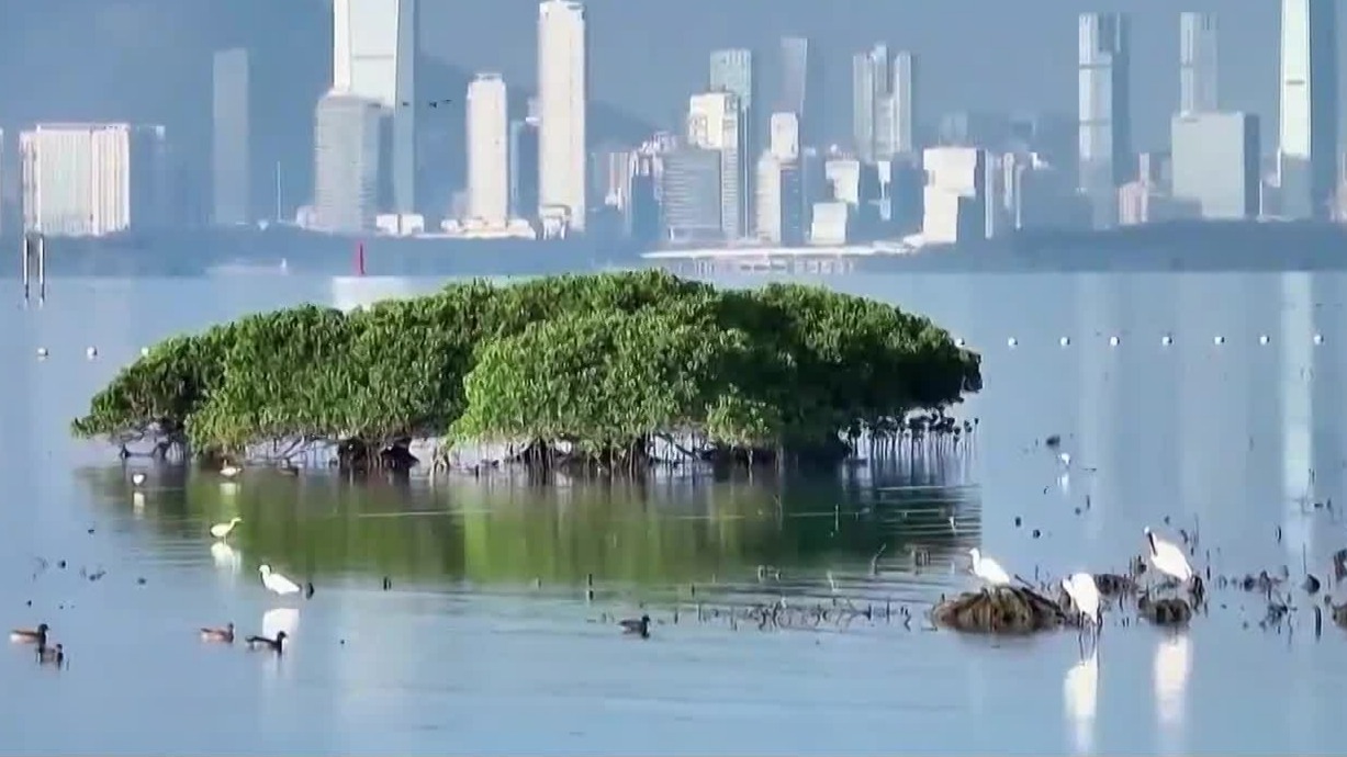 深圳红树林湿地：滩涂上有小螃蟹、跳跳鱼等，相当于候鸟的“自助餐厅”