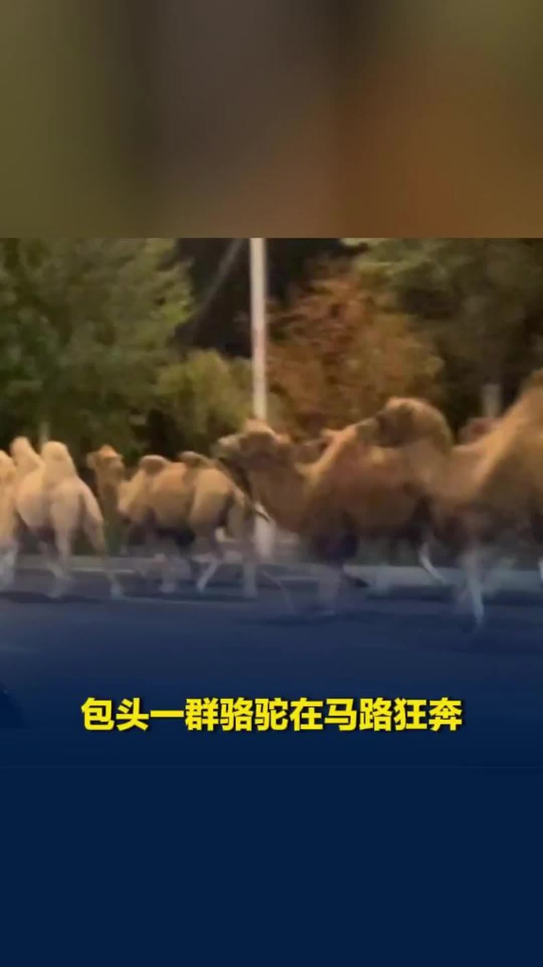 实拍包头一群骆驼在马路狂奔，不到半小时被拉走，系游客骑行用骆驼“越狱”