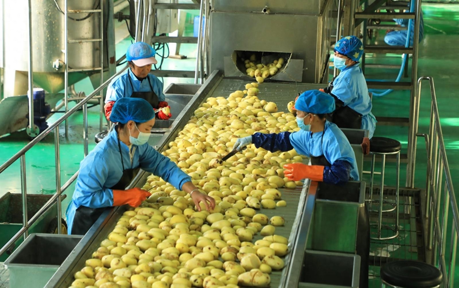 甘肃爱味客公司马铃薯全粉生产车间，工人在生产线前端对原料马铃薯进行挑拣筛选。（民乐县融媒体中心供图）