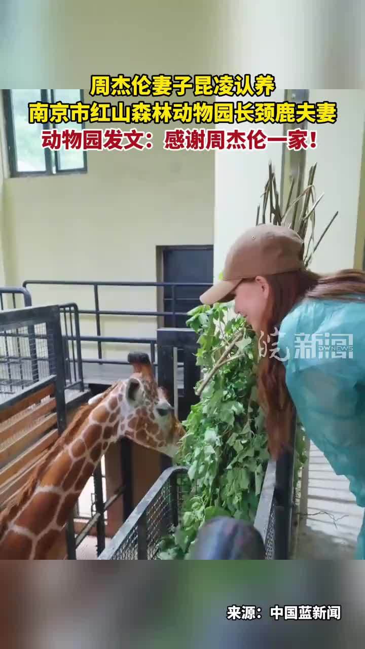 周杰伦妻子昆凌认养 南京市红山森林动物园长颈鹿夫妻 动物园发文：感谢周杰伦一家