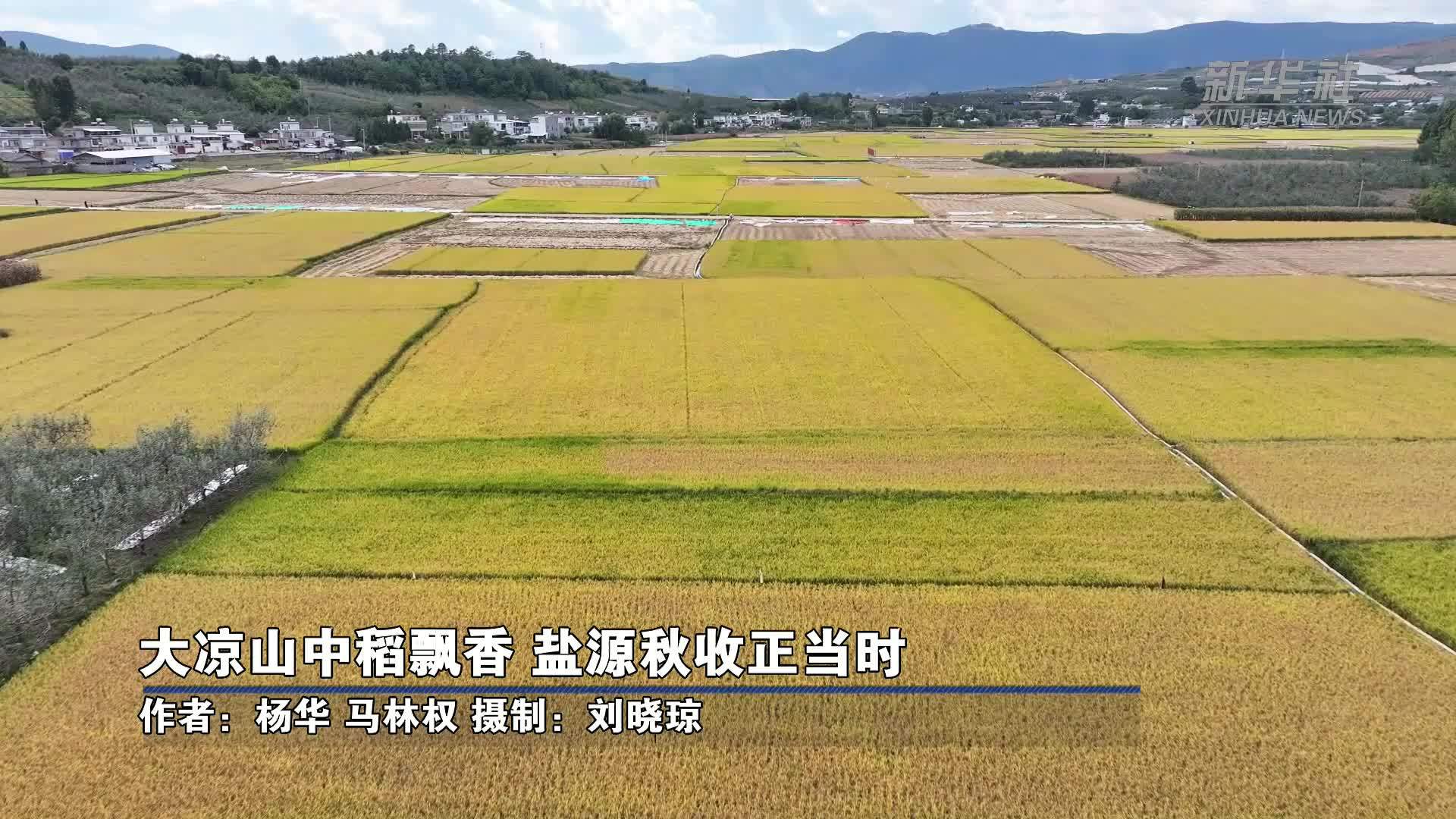 大凉山中稻飘香 盐源秋收正当时