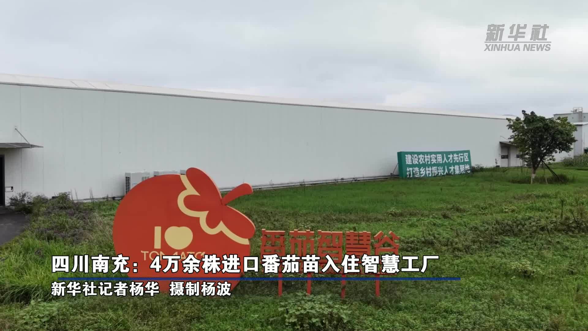 四川南充：4万余株进口番茄苗入住智慧工厂