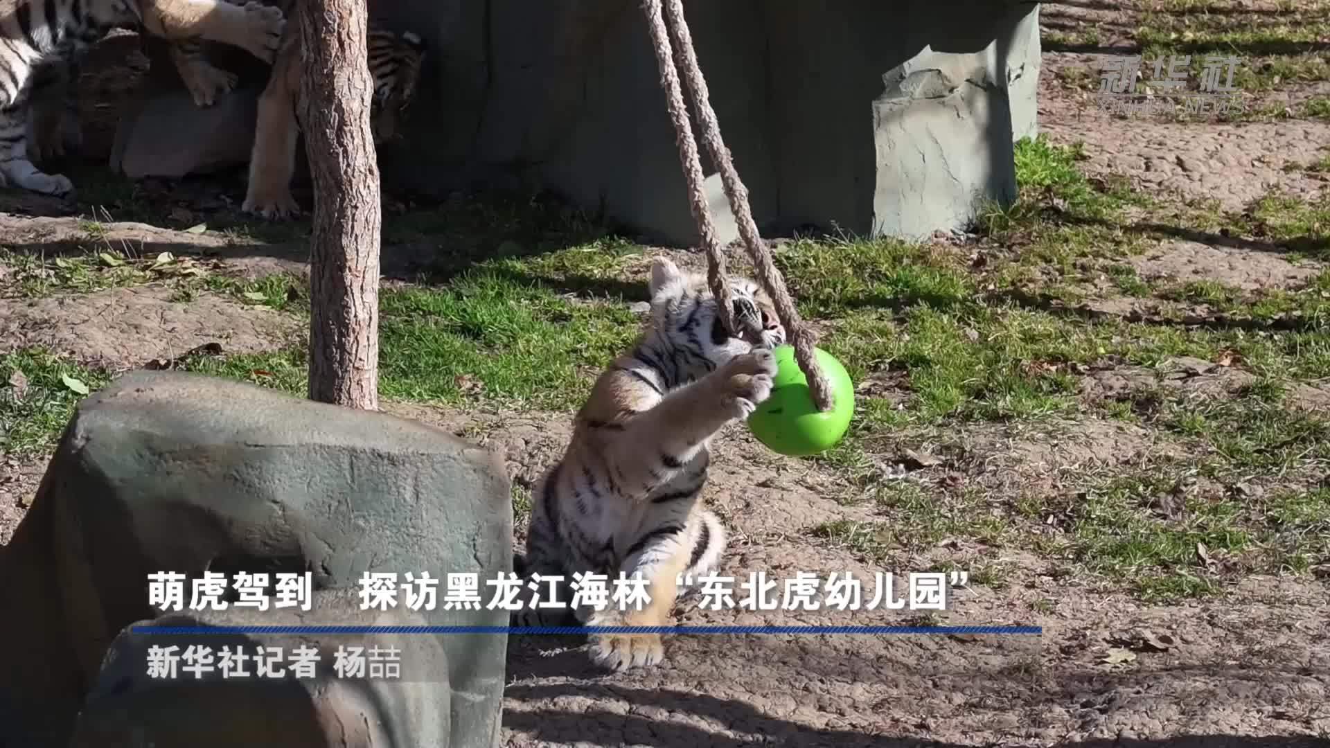 萌虎驾到 探访黑龙江海林“东北虎幼儿园”