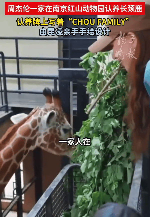 周杰伦一家人认养一对长颈鹿夫妻,红山森林动物园发文感谢