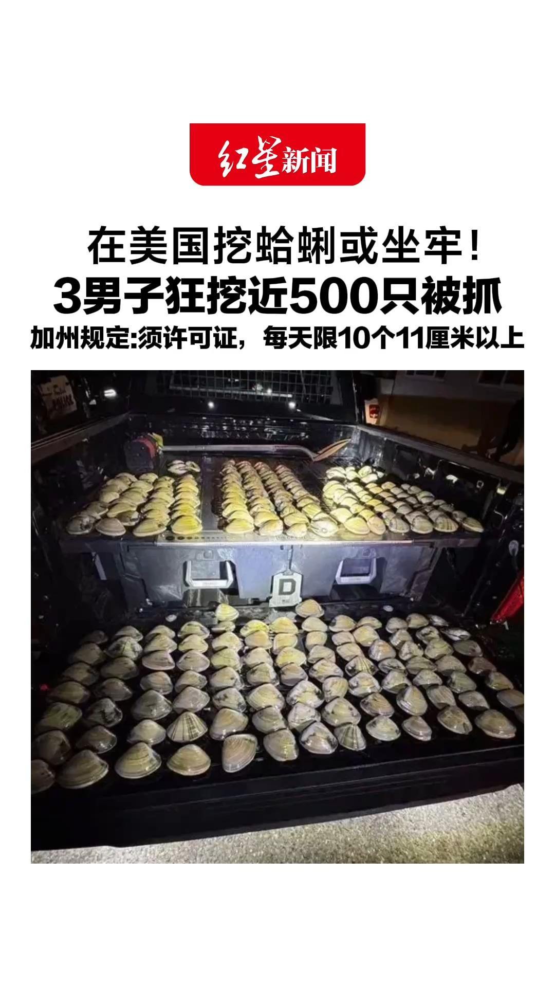 在美国挖蛤蜊或坐牢！3男子狂挖近500只被抓，加州规定：须捕鱼许可证，且限额10个，大小在11厘米以上