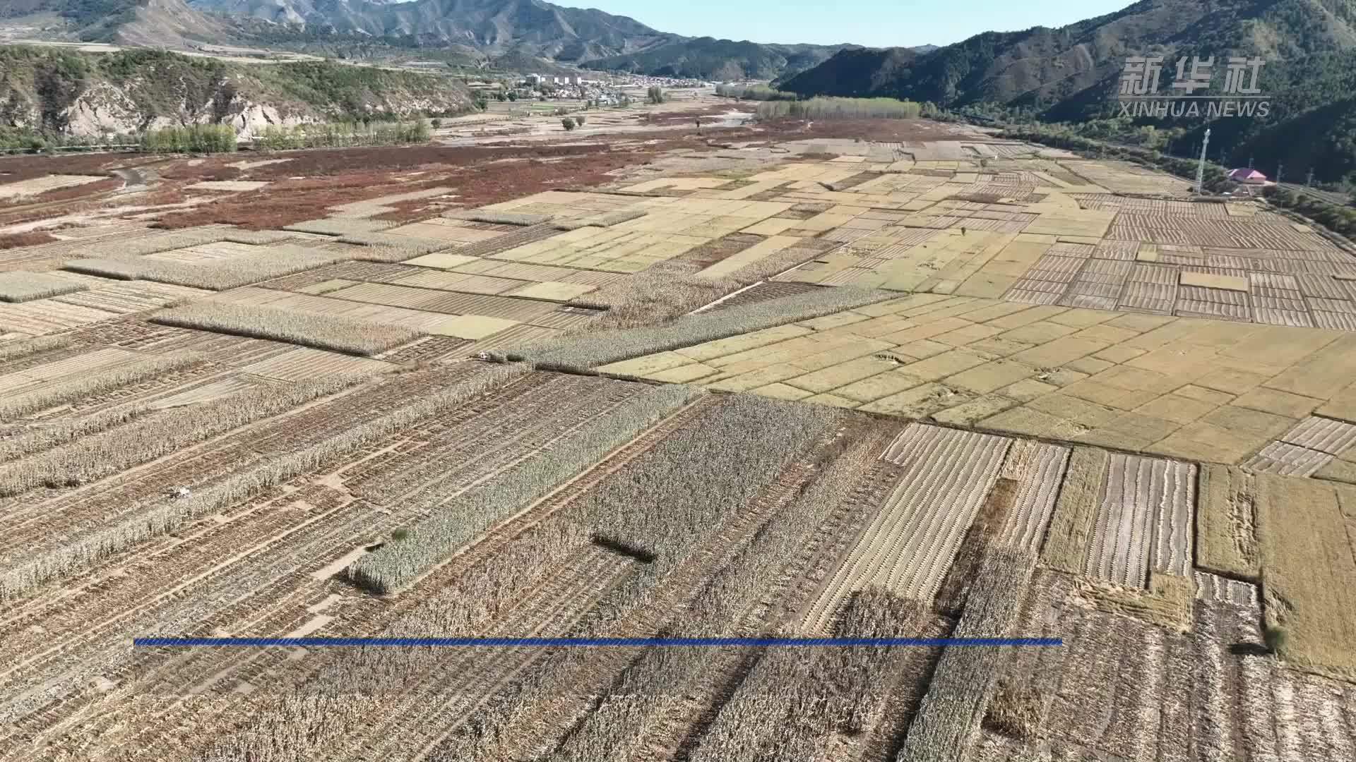 河北隆化：金秋收割忙 水稻迎来收获季