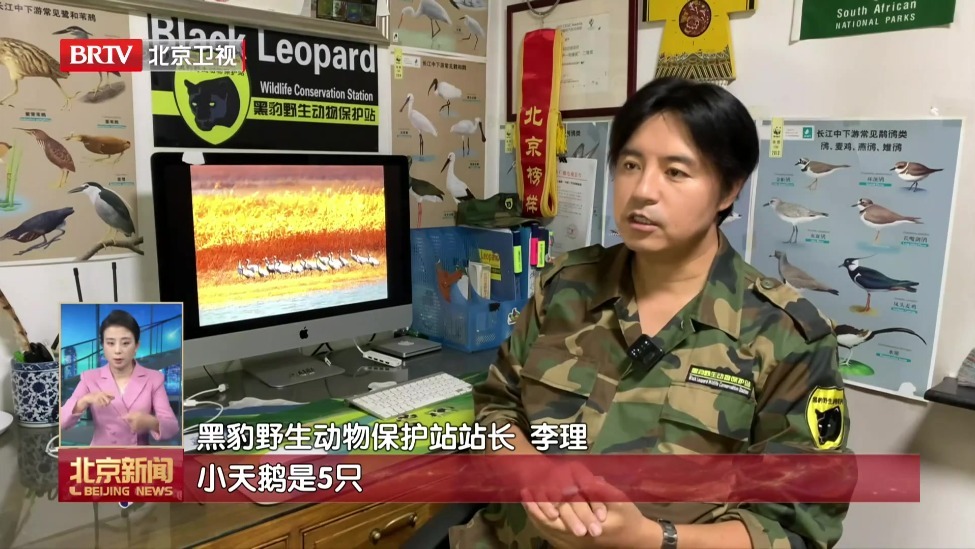 今秋南下候鸟“先头部队”抵京