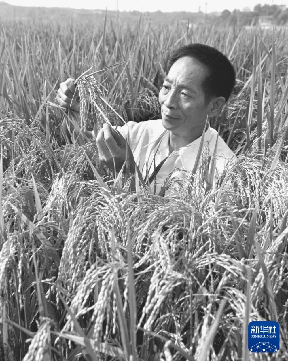 1981年，袁隆平为第二届国际杂交水稻育种培训班遴选讲课用的杂交水稻标本。