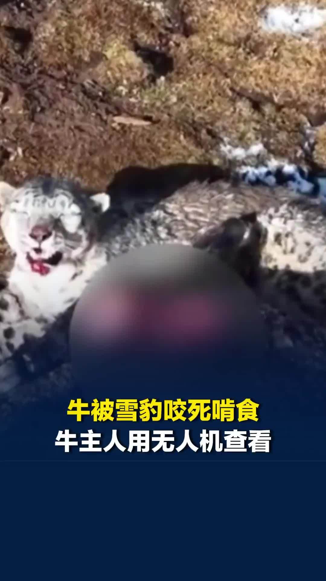 牛被雪豹咬死啃食，牛主人用无人机查看，雪豹对无人机做出呲牙攻击状