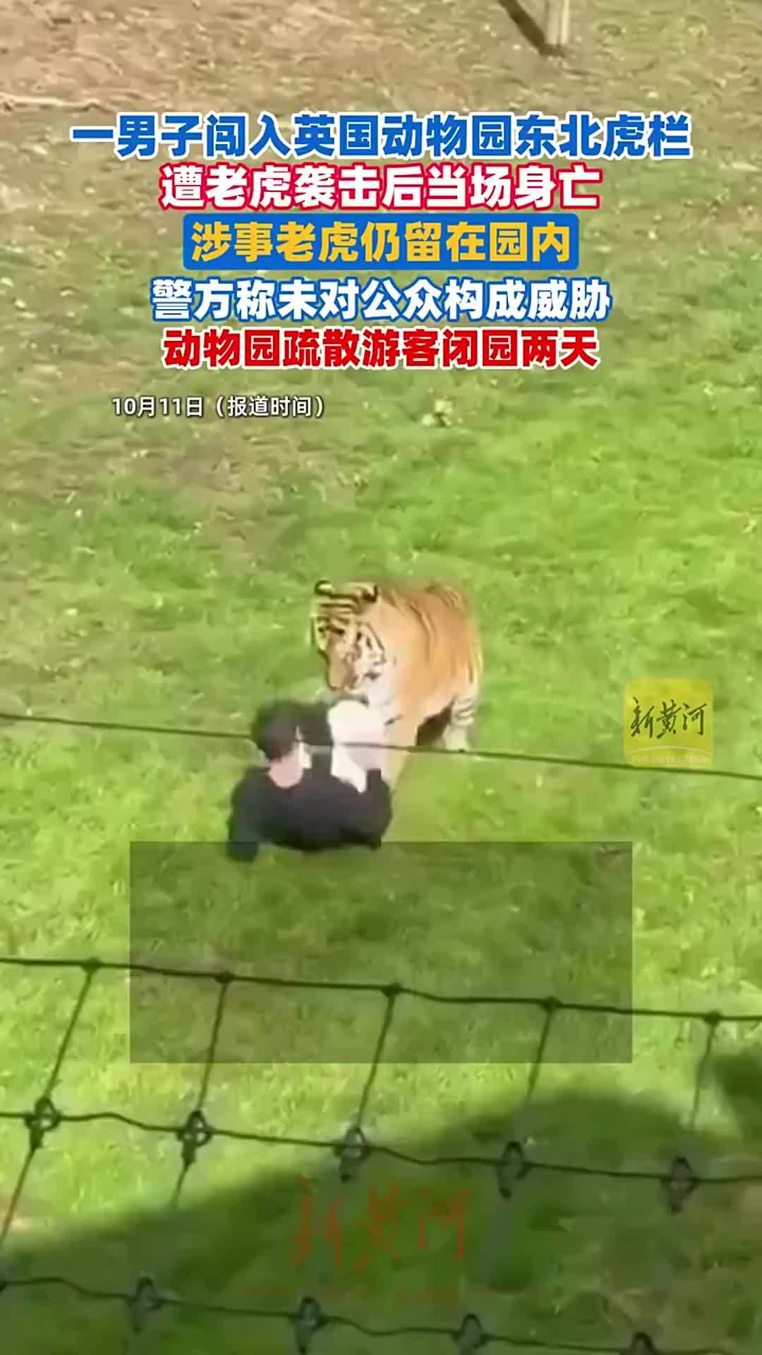 现场视频公布：英国一男子在动物园遭老虎袭击，伤势严重当场死亡