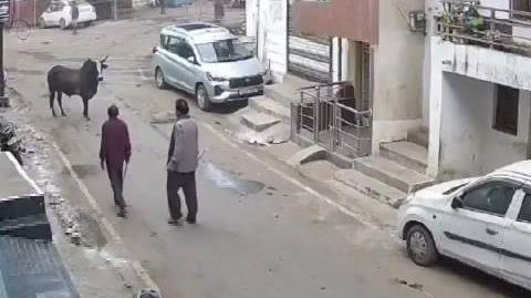 印度老人被牛撞飞遭踩踏重伤 印度一老人大街上被牛撞飞,接连遭踩踏,身