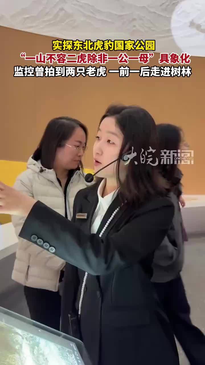 实探东北虎豹国家公园“一山不容二虎除非一公一母”具象化 监控曾拍到两只老虎 一前一后走进树林#媒体原创