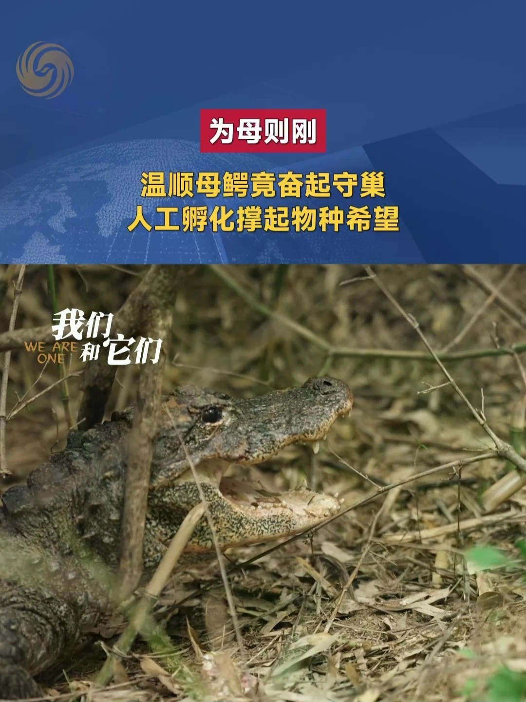 为母则刚 温顺母鳄竟奋起守巢 人工孵化撑起物种希望#扬子鳄 #为母则刚 #我们和它们 #野生动物保护