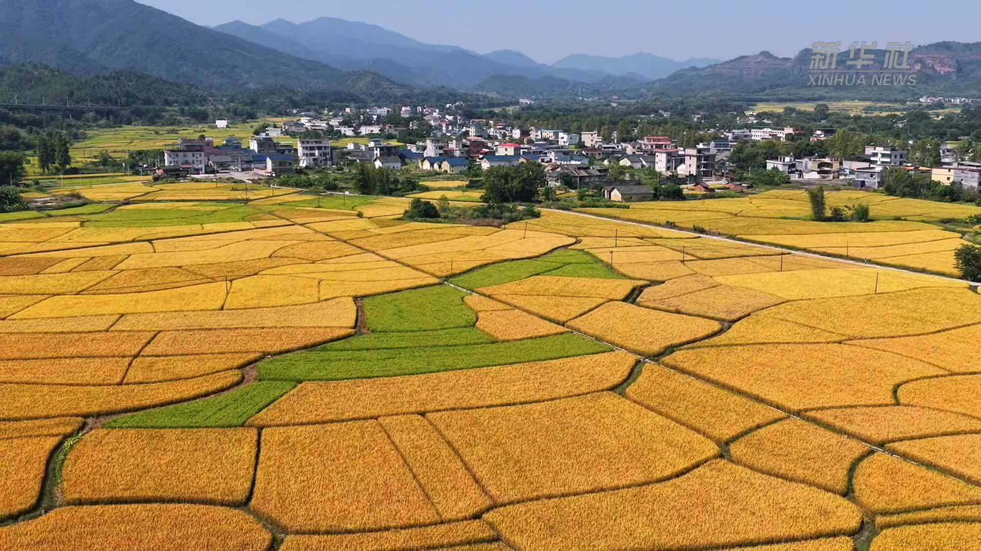 大美“粤北粮仓”稻浪飘香待丰收