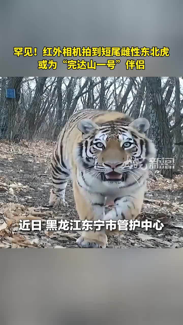 十分罕见！红外相机拍到短尾雌性东北虎，或为“完达山一号”伴侣