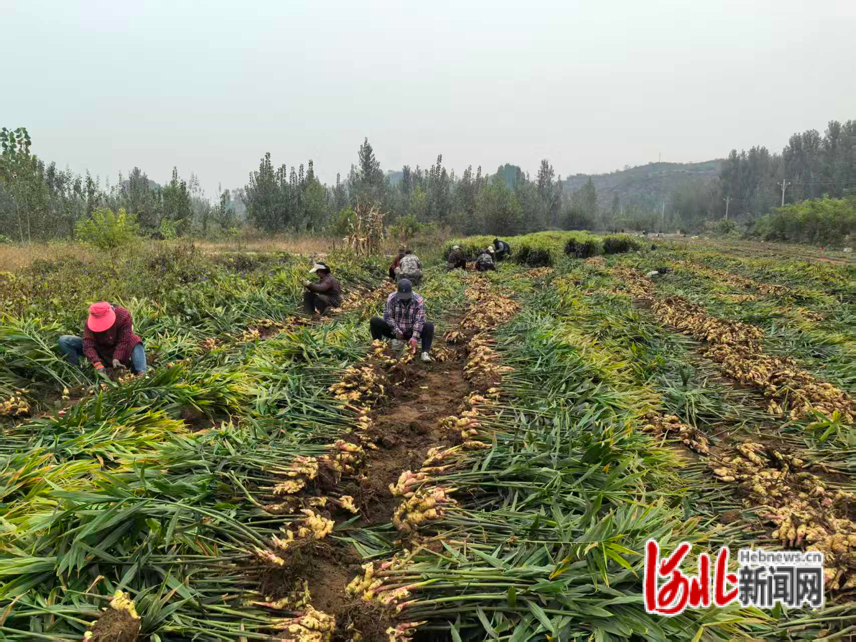 董家口村生姜迎来丰收。陈晶晶摄