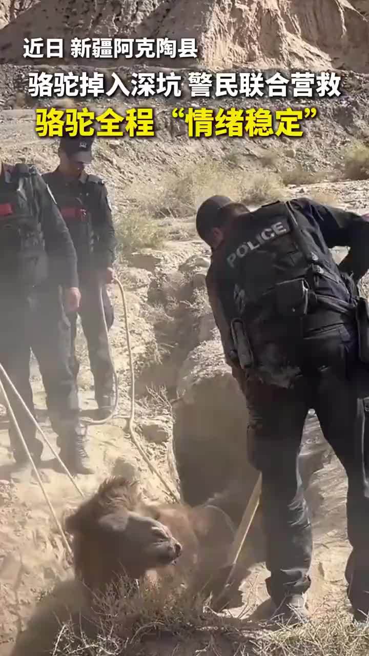骆驼掉深坑被救出主打一个情绪稳定