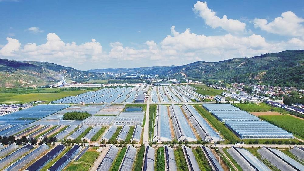 泾川县汭丰镇设施蔬菜大棚　新甘肃&middot;甘肃经济日报通讯员　谢正民　摄