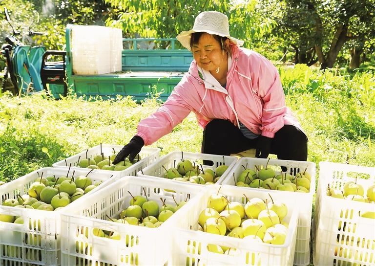 冬果梨装筐