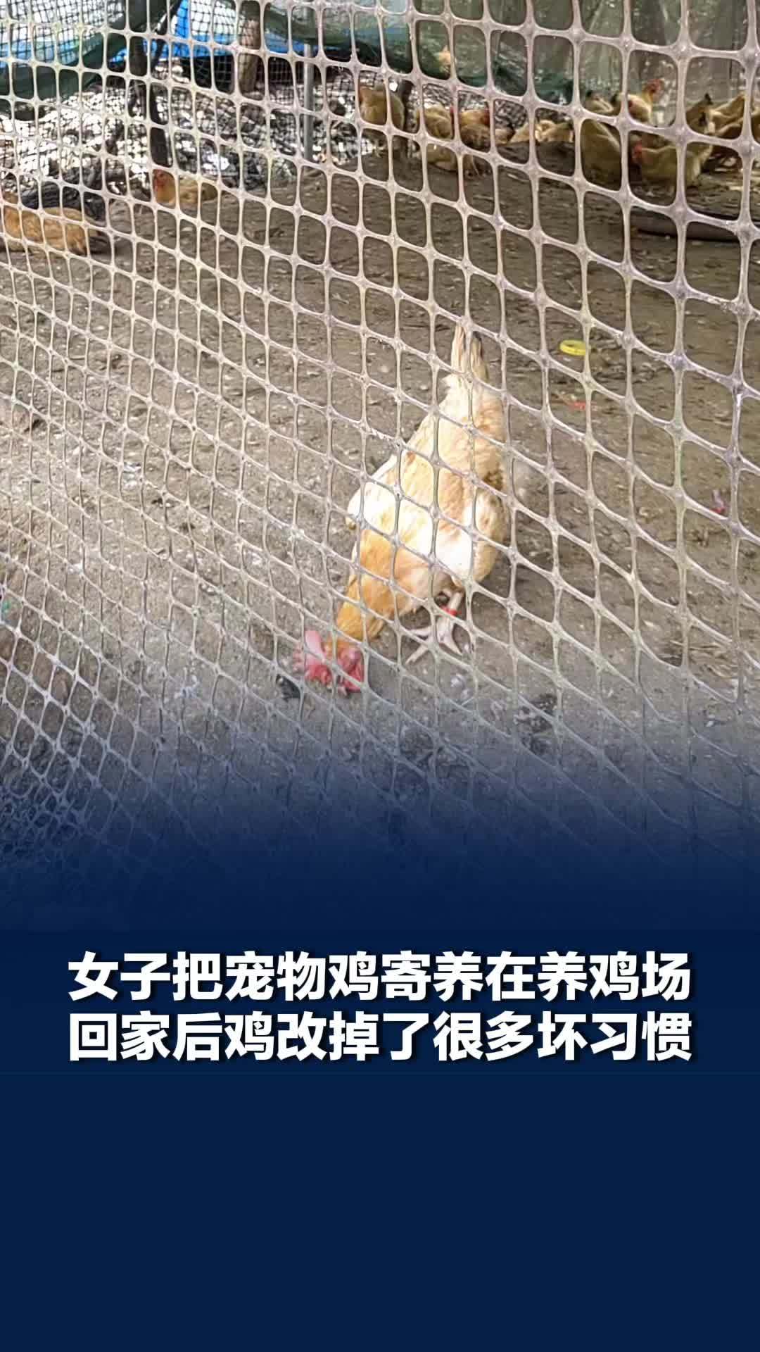 女子长假把宠物鸡寄养在养鸡场，主人称鸡在养鸡场寄养后改了坏习惯