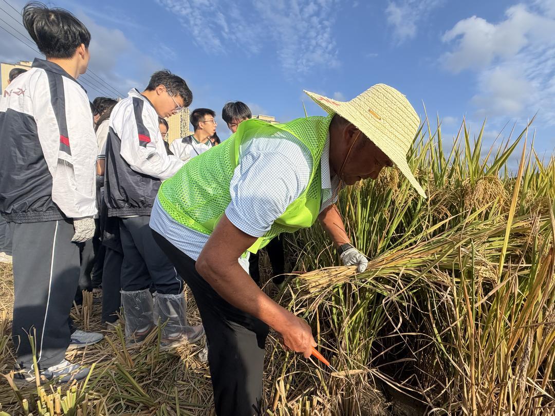 稻浪翻涌少年行：世界粮食日，千名少年把劳动课堂搬进希望田野！