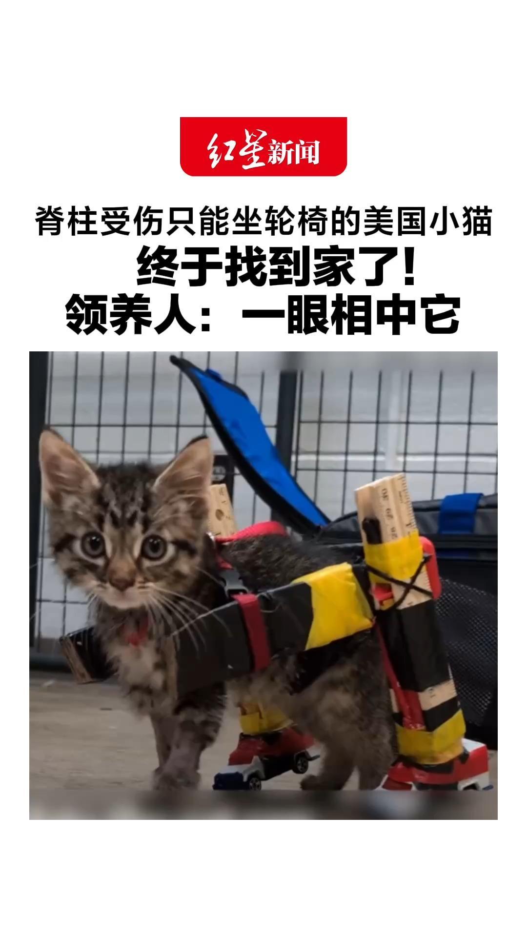 脊柱受伤只能坐轮椅的美国小猫，终于找到家了！领养人：一眼相中它，希望它和家中两只残疾小猫作伴