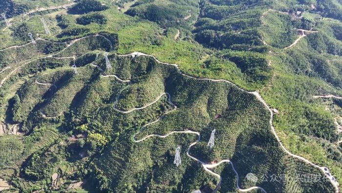 兴国县连绵起伏的油茶林基地。作为“中国油茶之乡”,全县油茶林面积达71.8万亩。