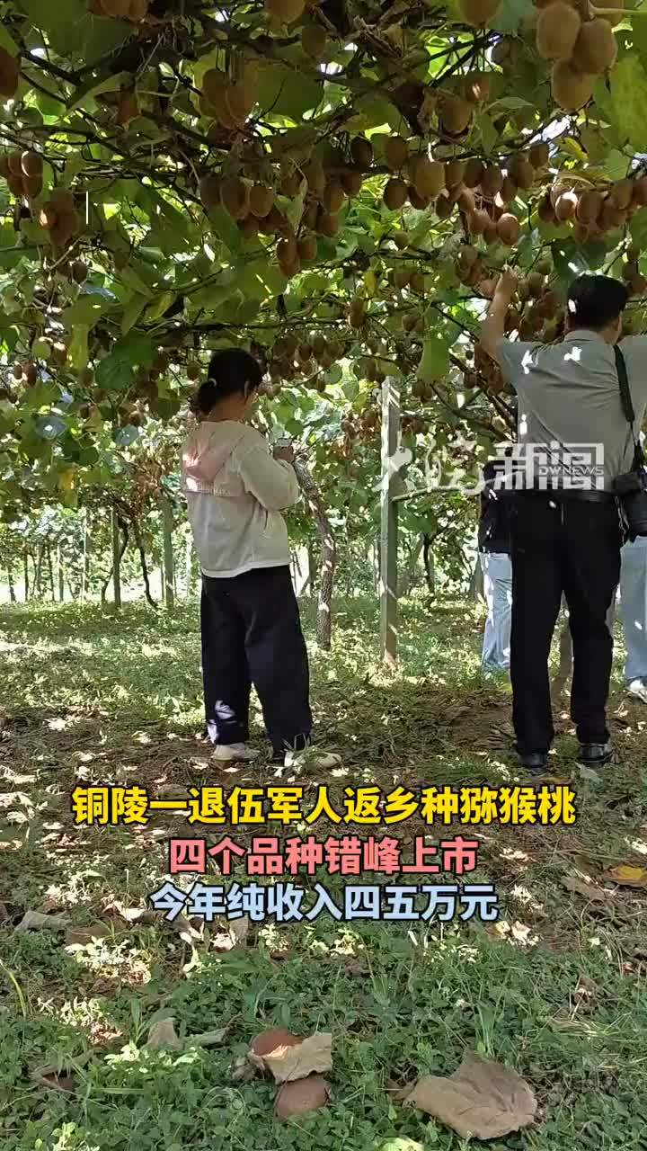 #媒体原创 铜陵一退伍军人返乡种猕猴桃，四个品种错峰上市，今年纯收入四五万元#铜陵一退伍军人返乡种猕猴桃 大皖新闻讯 10月的铜陵，秋阳正好。在安徽省铜陵市义安区天门镇考涧村，叶锋家庭农