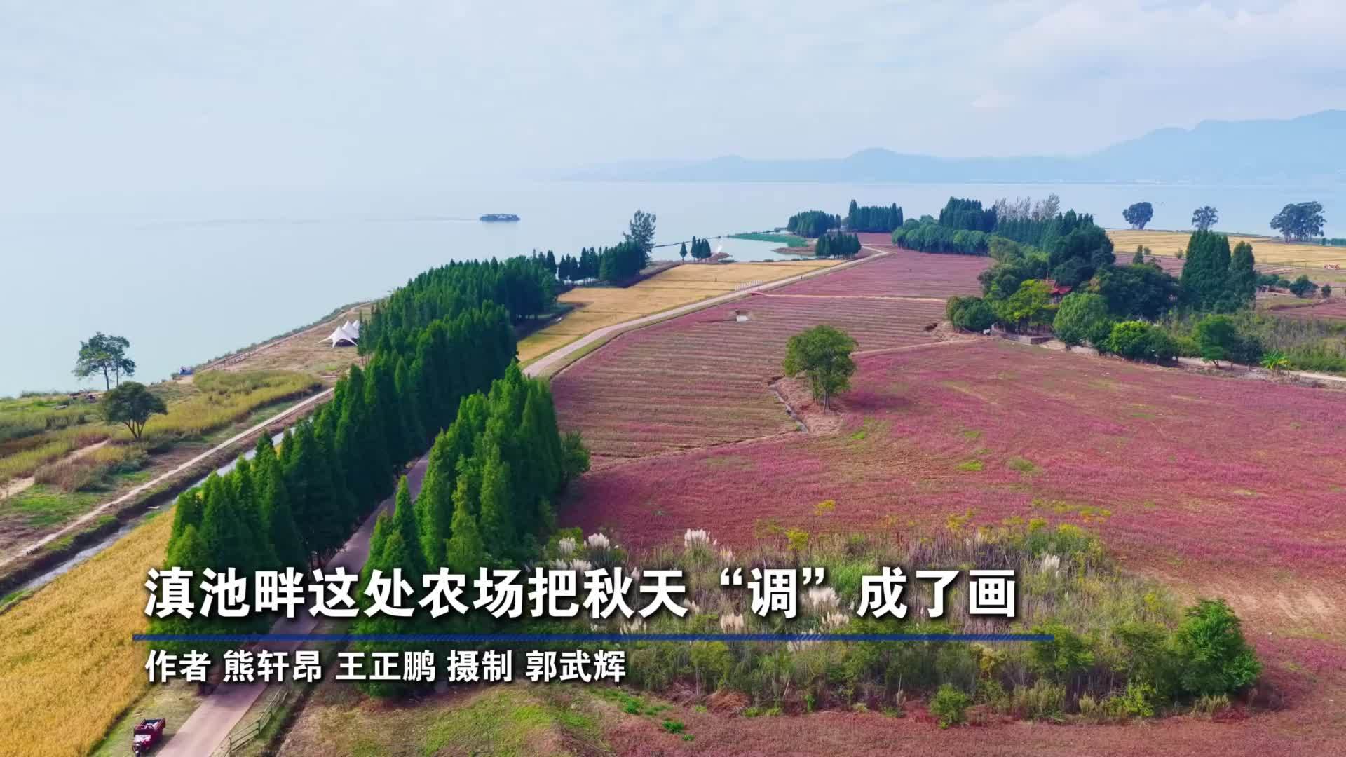 滇池畔这处农场把秋天“调”成了画