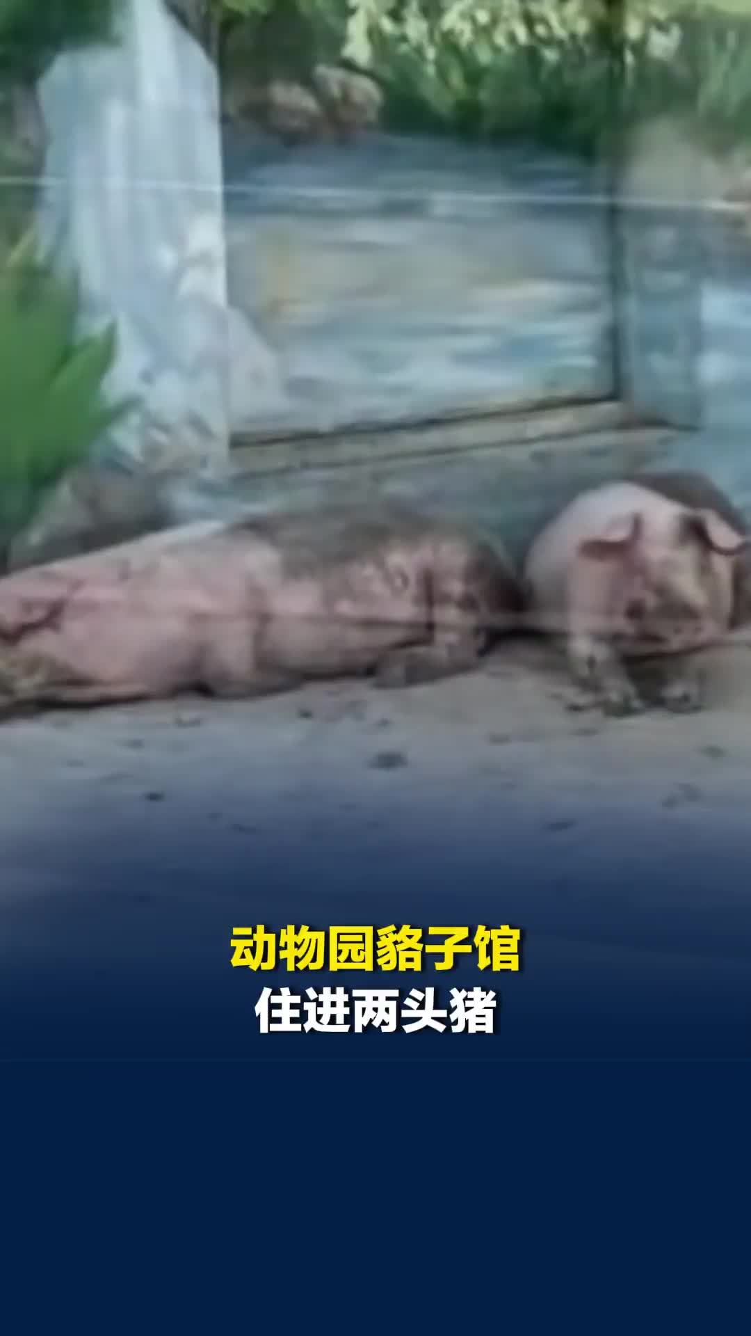 动物园貉子馆住进两头猪，负责人：貉子跟狐狸过冬去了，猪是暂住