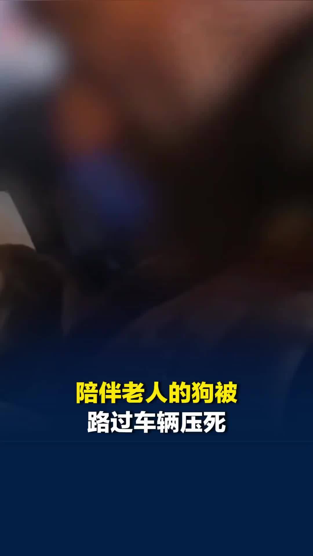 陪伴老人的狗被路过车辆压死，老人坐在路边伤心落泪，热心男子上前暖心安慰