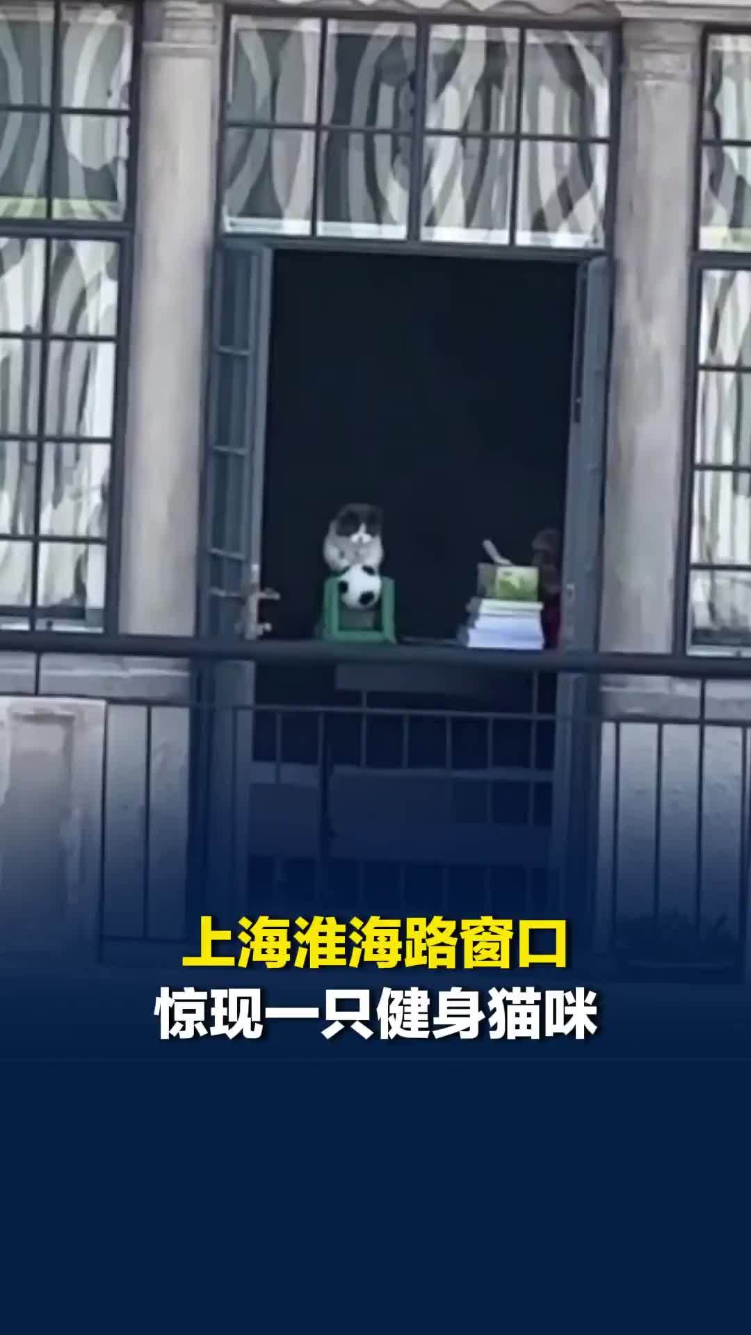 是不是有点太自律了？上海淮海路窗口惊现一只健身猫咪，趴在窗口扒拉足球
