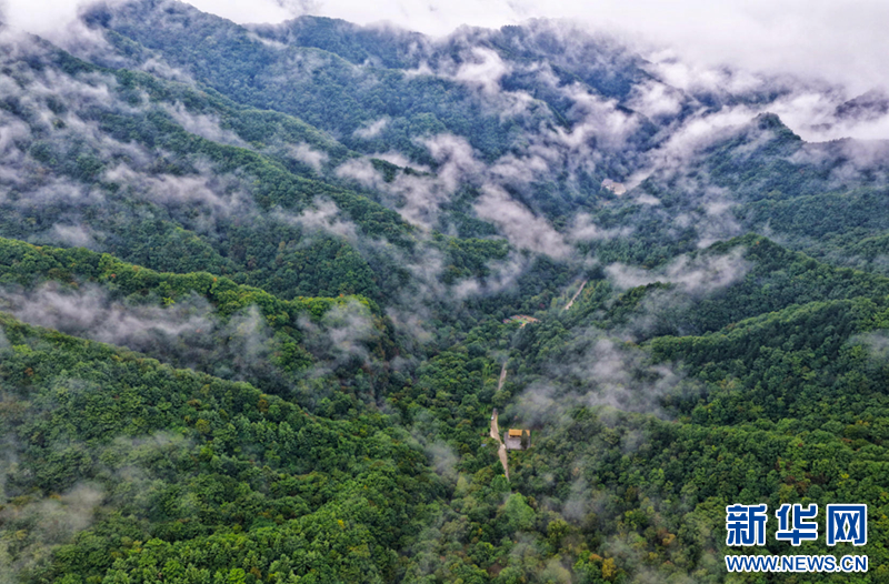 这是甘肃省小陇山林业保护中心东岔林场