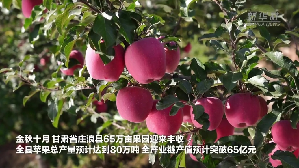 甘肃庄浪：梯田苹果喜获丰收